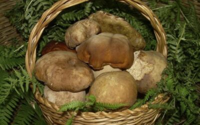 Porcini